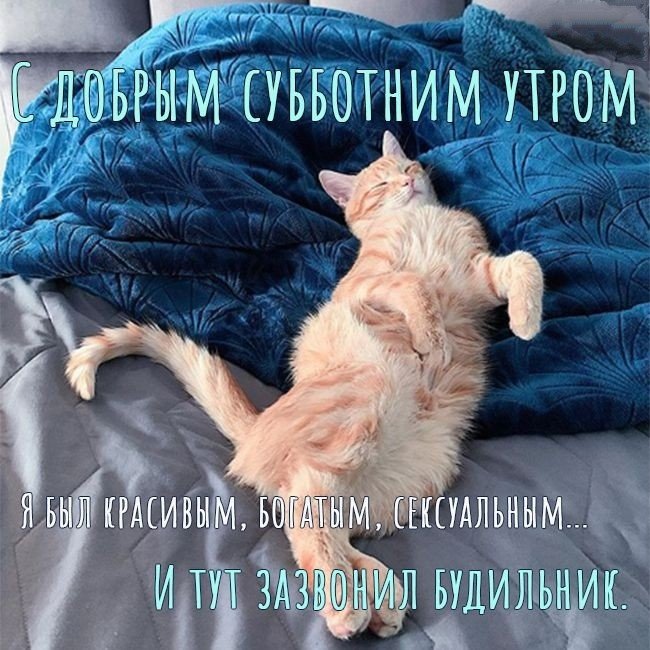 Котенок, давай с тобой дружить! Доброе утро