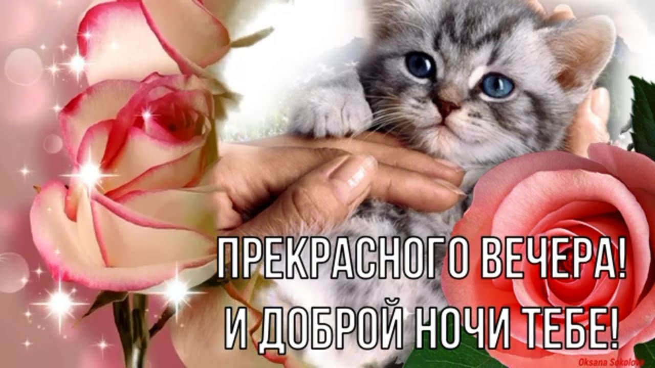 🌹Красивое Пожелание Доброго Вечера 