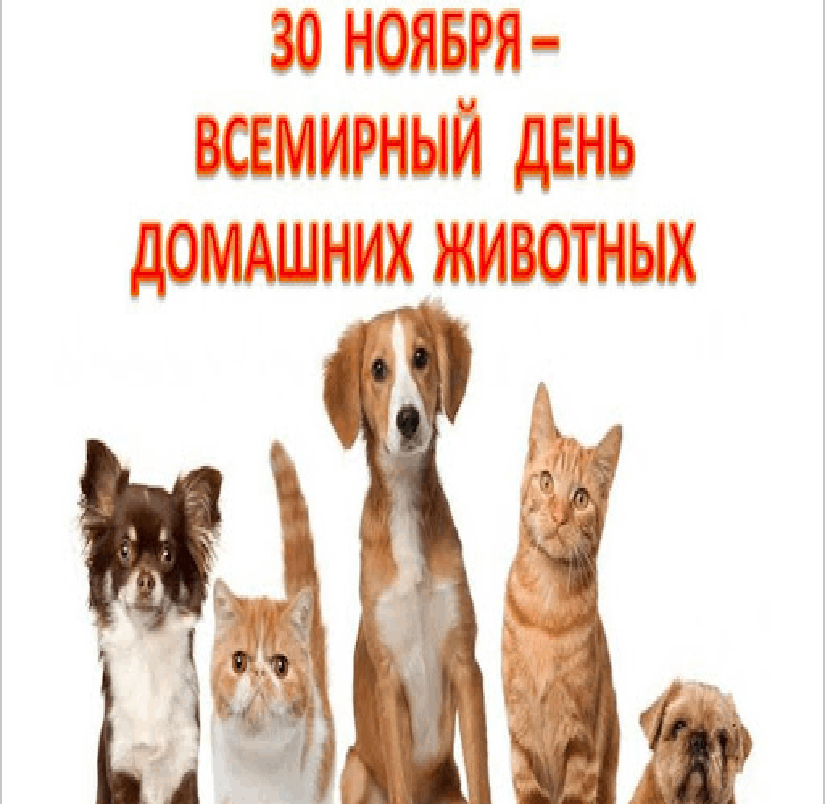 30 ноября – всемирный день домашних 