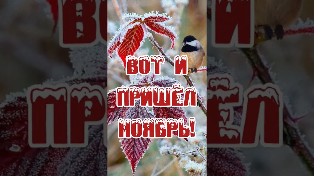 Здравствуй, Ноябрь!🍁❄️С Добрым Утром Ноября! Красивая 