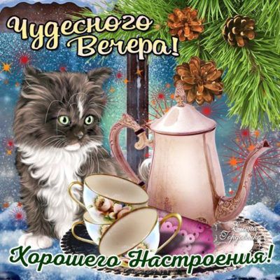 Вечер с котиками