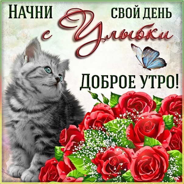 доброе утро котенок