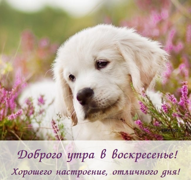 доброеутро #добрыйдень #добрыйденьдрузья #воскресенье 