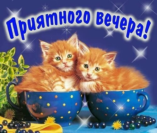 Анимация с котятами Доброго вечера!