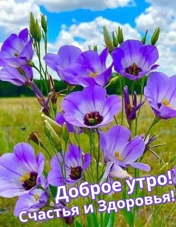 Всем доброго утра и крепкого здоровья!