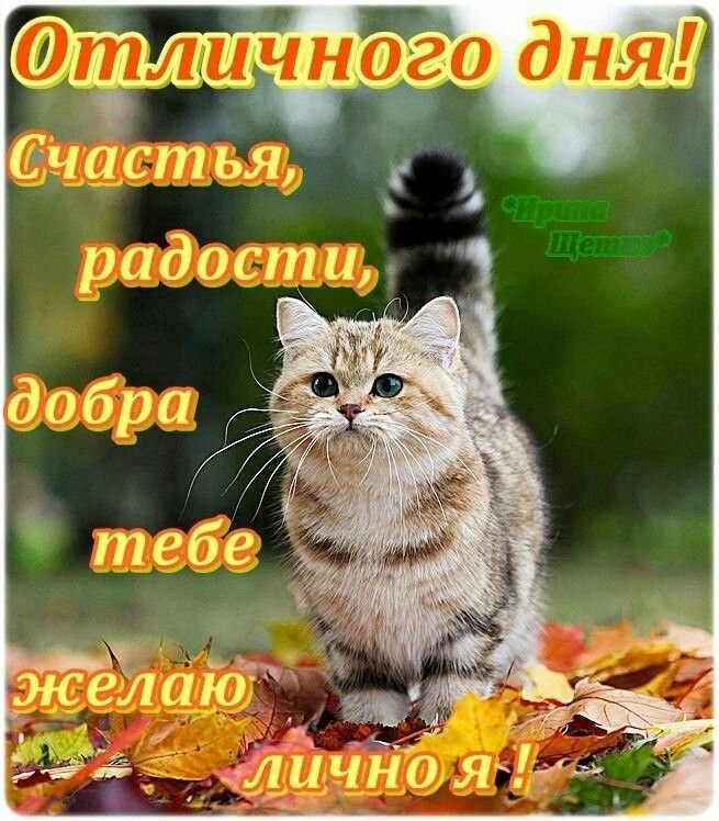 Всем хорошего дня! 😻😻😻 #тепловленту #котики 