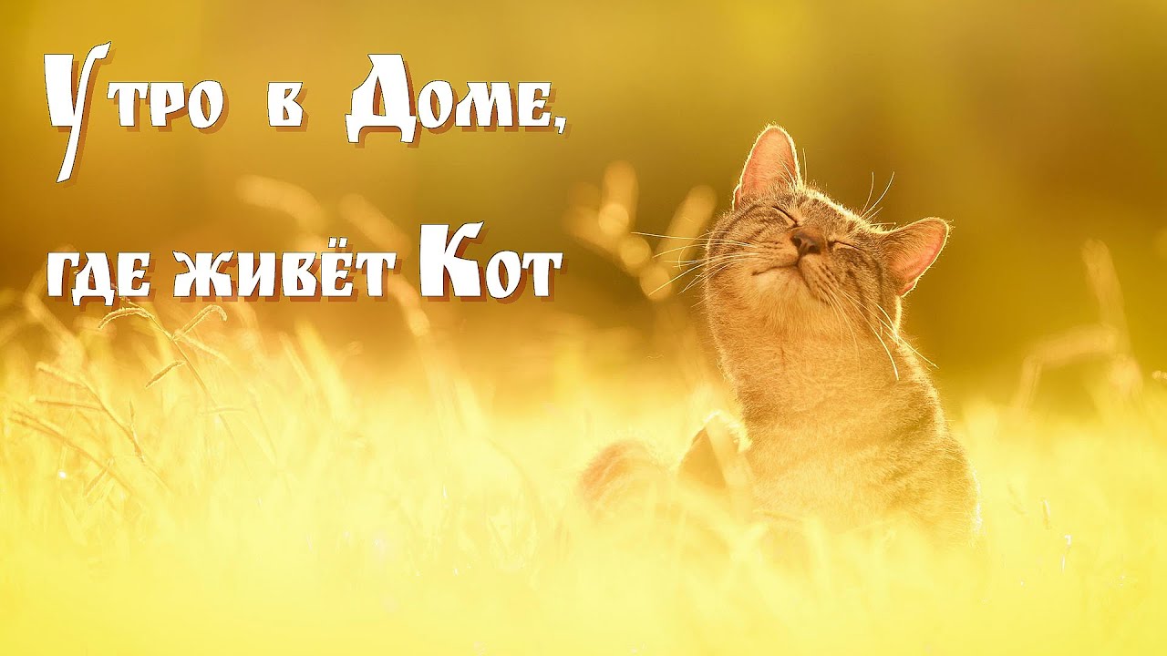 Доброе утро и Кот