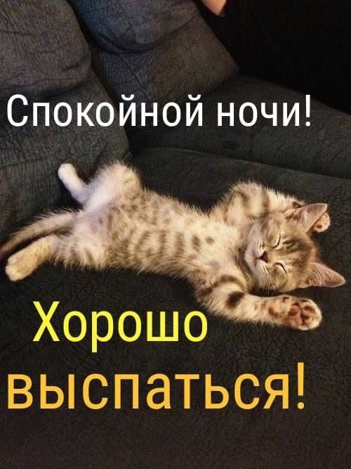 Прикольные картинки Спокойной ночи коты 