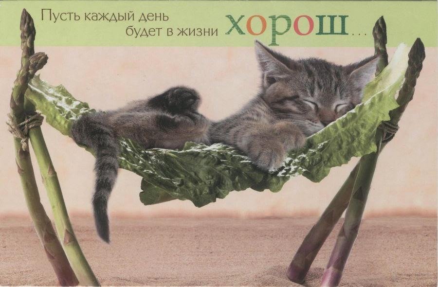 Открытка хорошего дня! Солнечного дня! Котенок