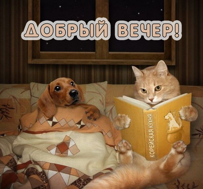 Прикольная открытка добрый вечер и стих 