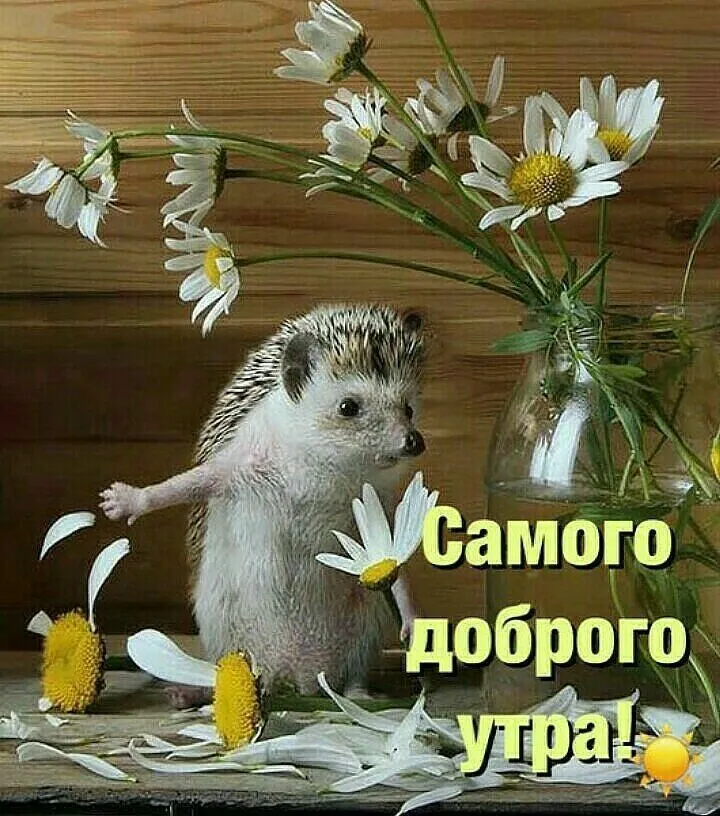 Утро доброе природа картинки с 