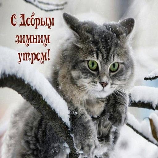 Доброе утро котенок !