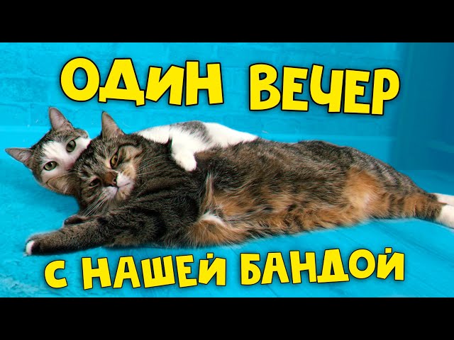 Доброе утро с котиками