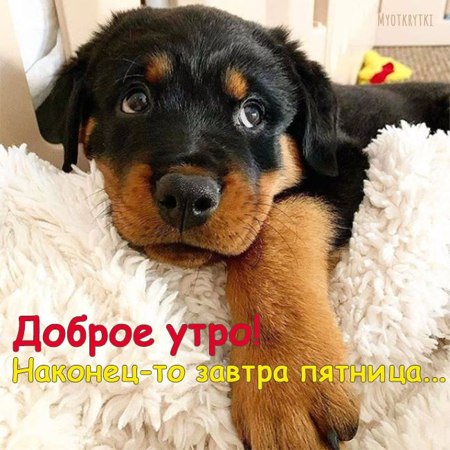 Открытка Доброе утро в Четверг!