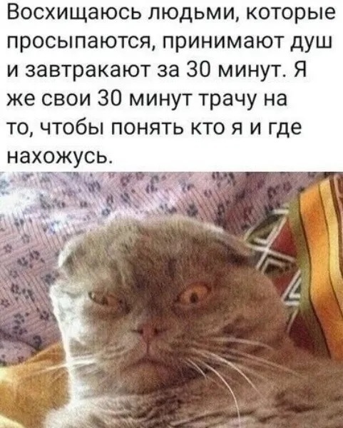 Котоматрица