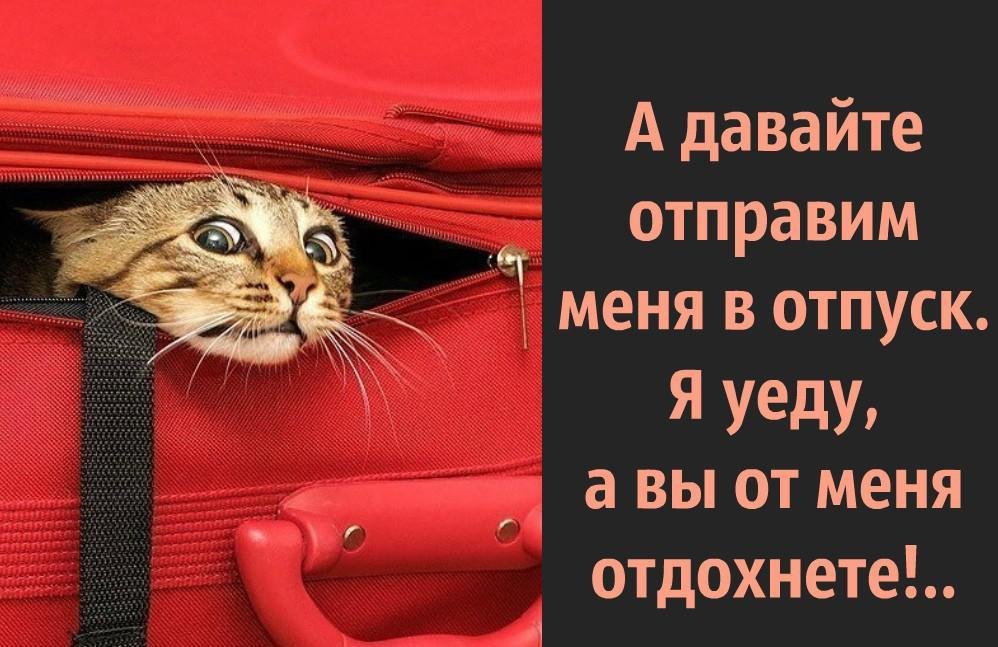 Котоматрица