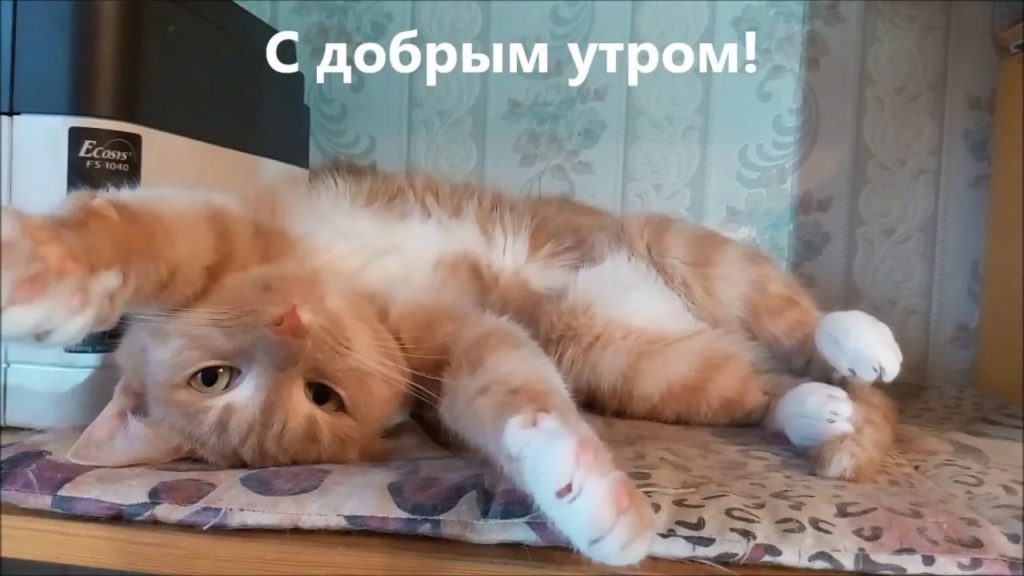 Взять кошку домой