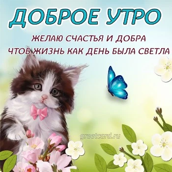 Доброе утро , котёнок!