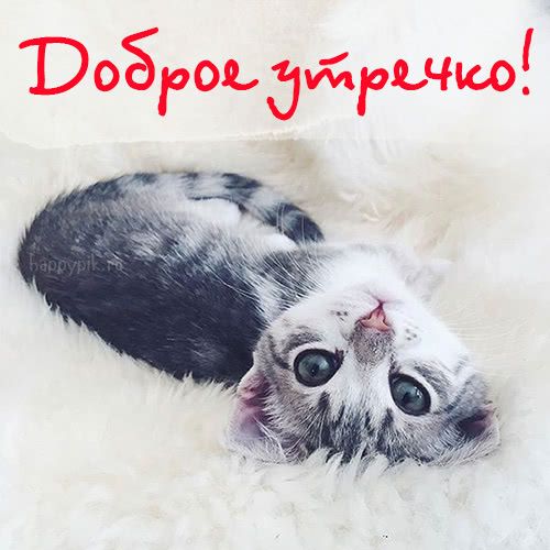 Доброе Утро Котики 