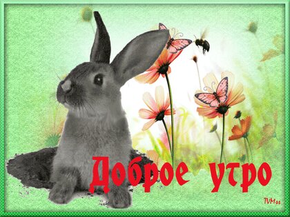 Открытка Доброе утро! Просыпайся!