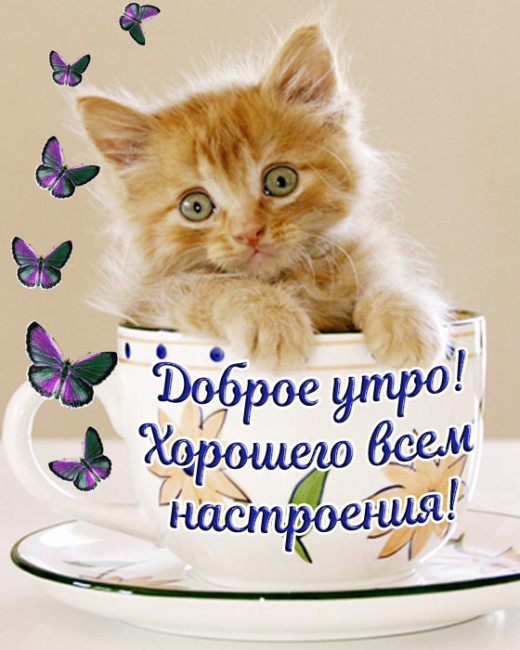 💗☕️Доброе Утро! Хорошего Дня!🌹Заряд Позитива на Весь День 