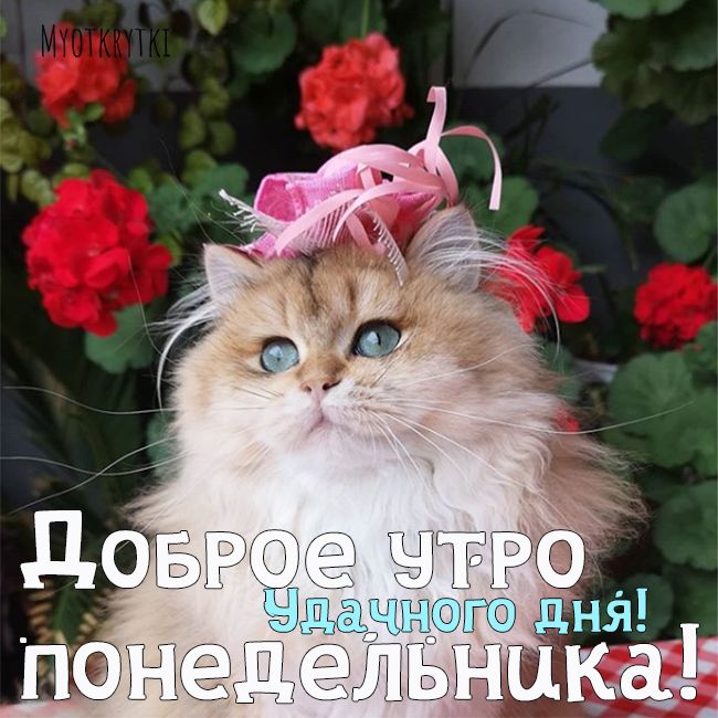 С добрым утром понедельник 🐾 