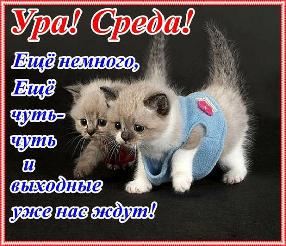 Удачной среды! 🦋 Поздравление со средой и пожеланиями 