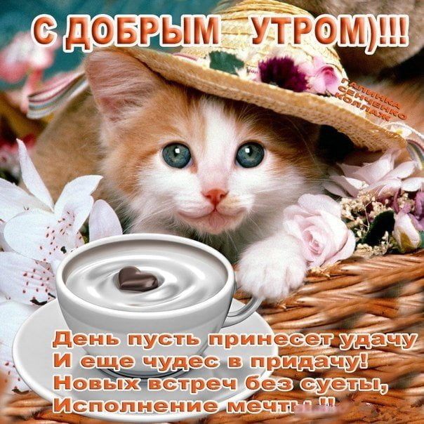 Красивые картинки Доброе утро ☀️☕ 618 шт