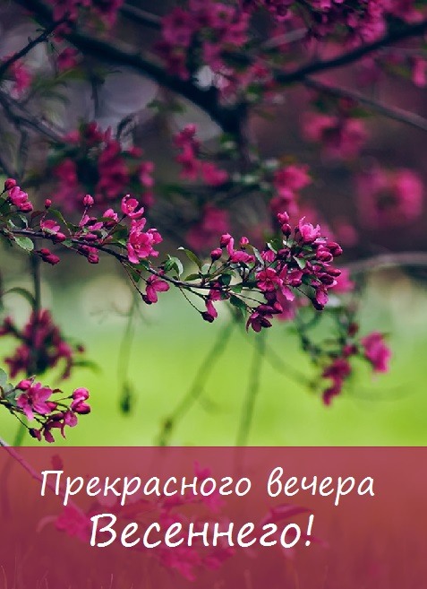 Доброго вечера!#закат #цветы #солнце #природа ##галереялюбви 