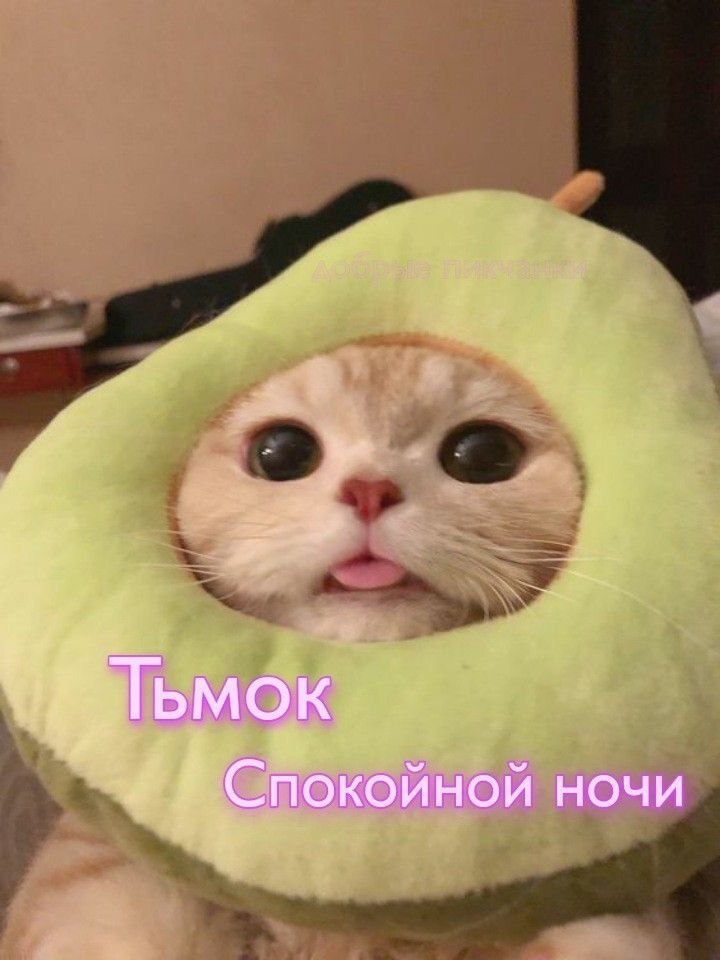 Сладких Снов Мой Котик 