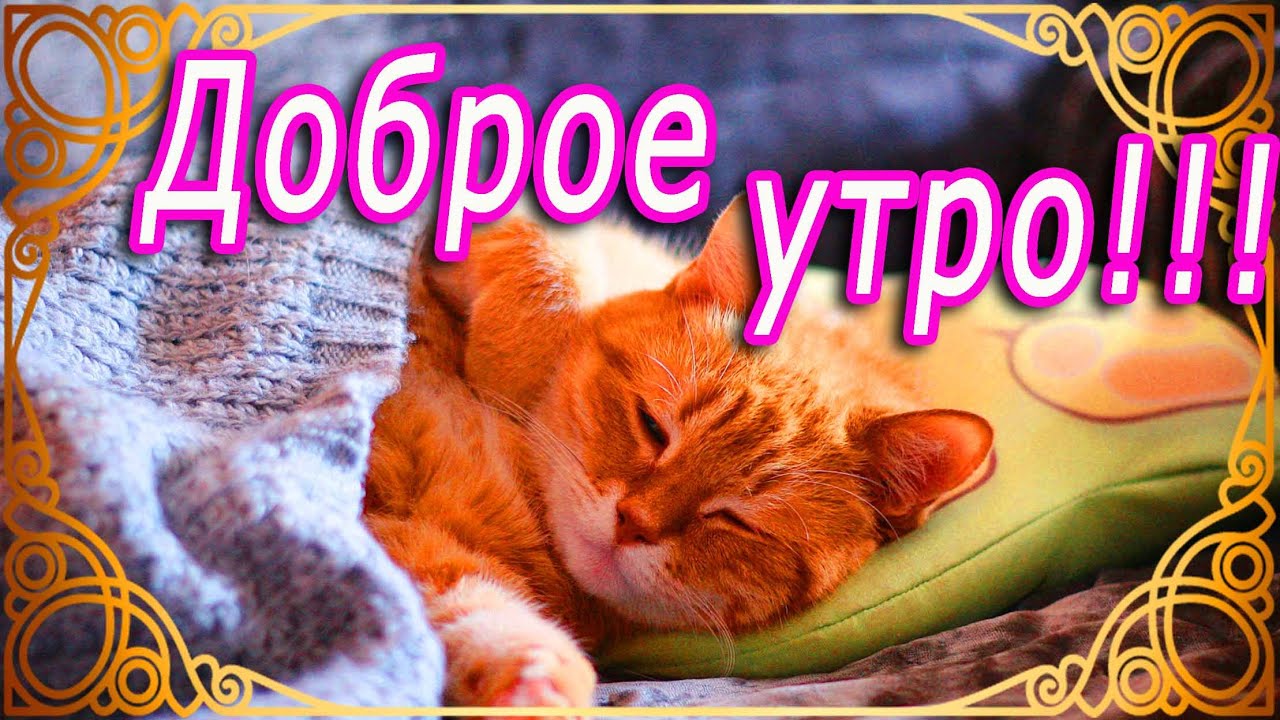 Доброе Утро Котик Большой Мой Картинки 