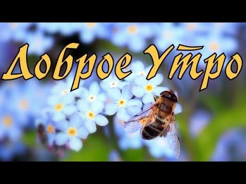 Доброе УТРО Пожелания Доброго УТРА 