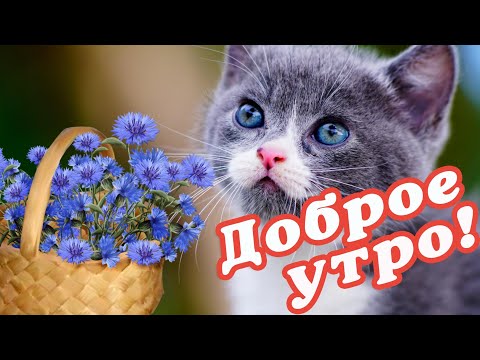 Прикольные картинки Доброе утро и 