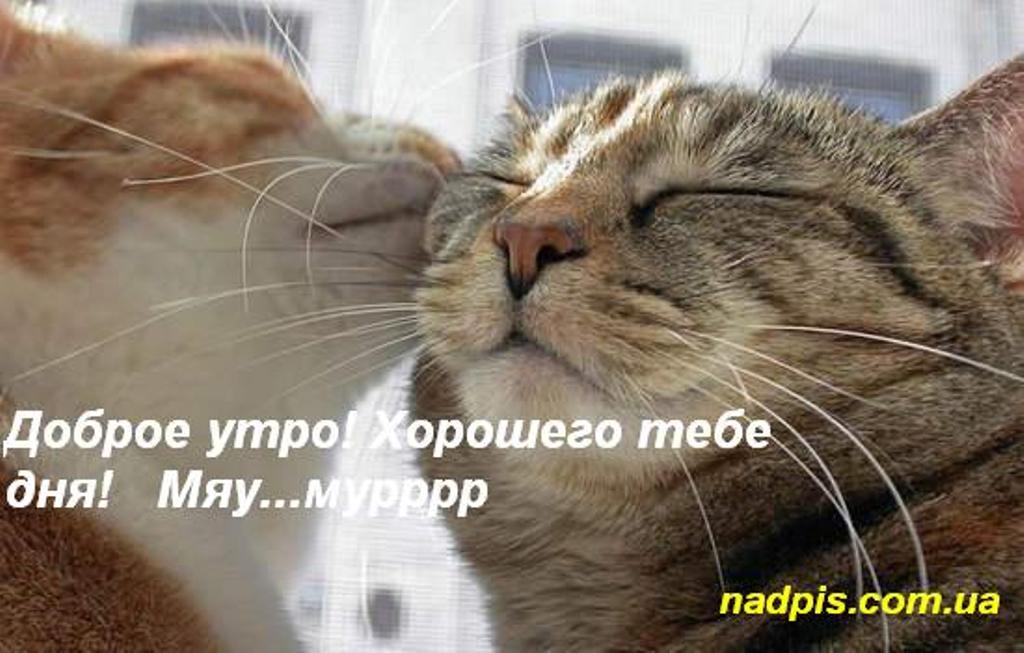 Котоматрица