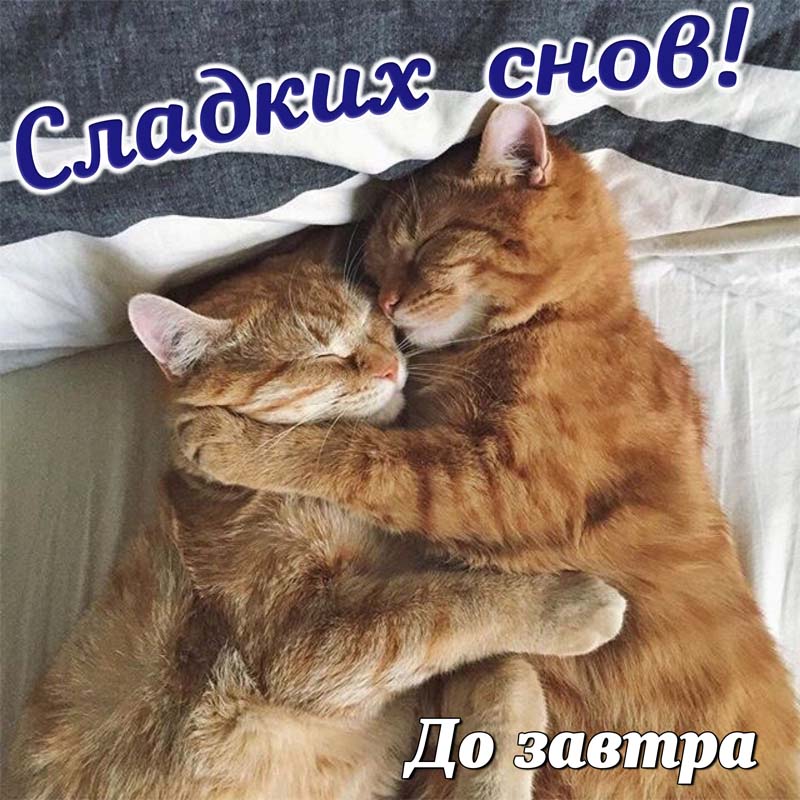 Открытки котик спокойной ночи — для мужчины