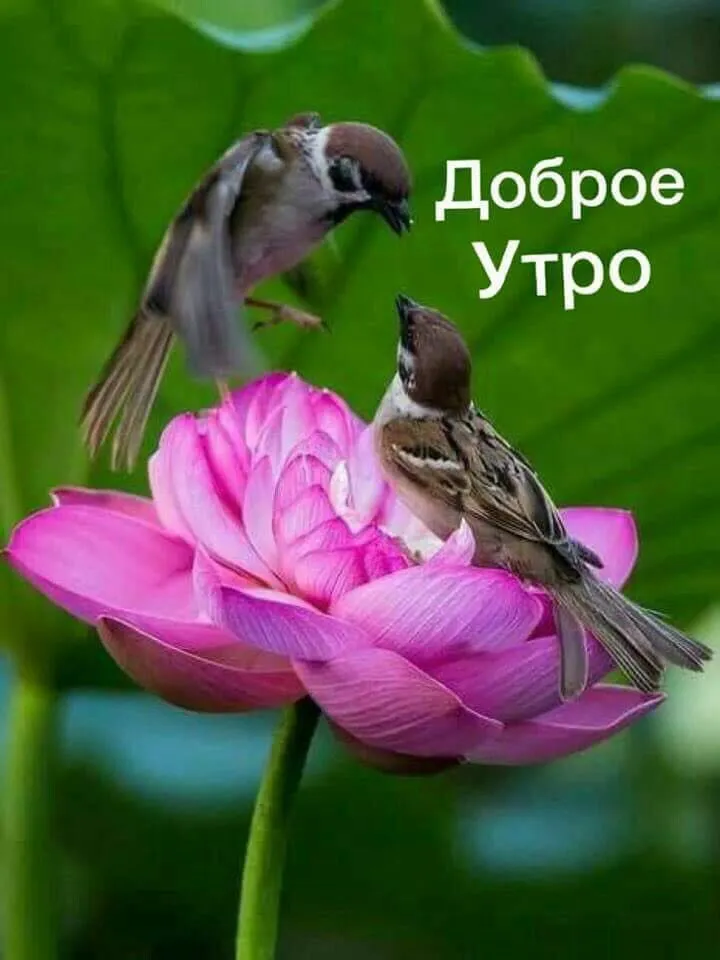 Доброе утро!☕🍫🌷 Хорошего продуктивного 