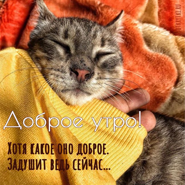 🐱 МИЛЫЕ КОТИКИ ХОТЯТ ПОЖЕЛАТЬ ВАМ 