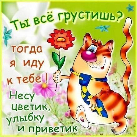 Котоматрица