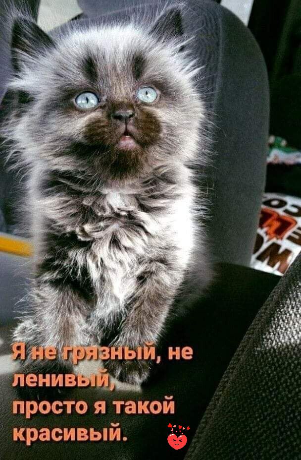 Котоматрица