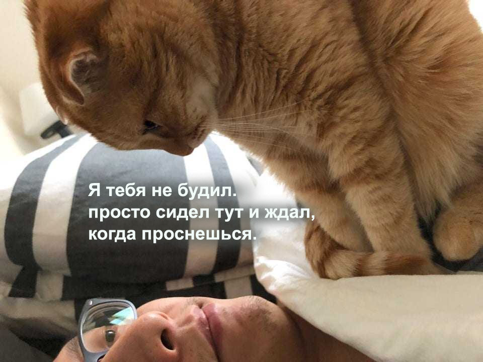 Питерские коты