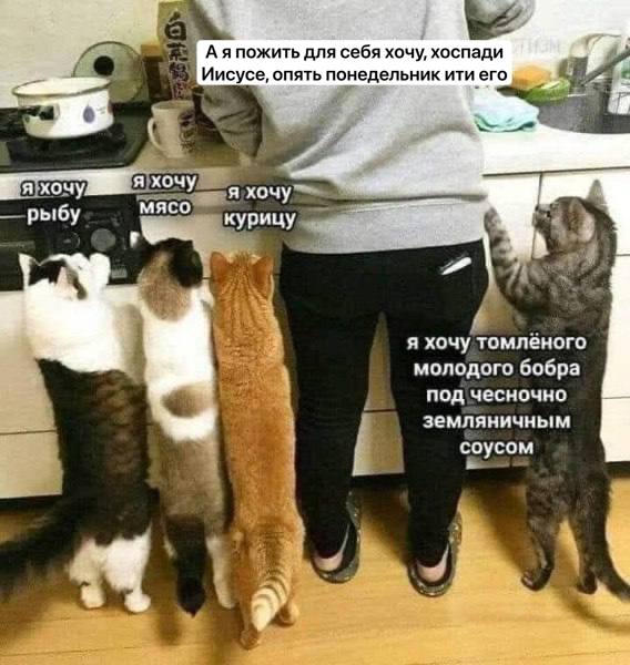 Котоматрица