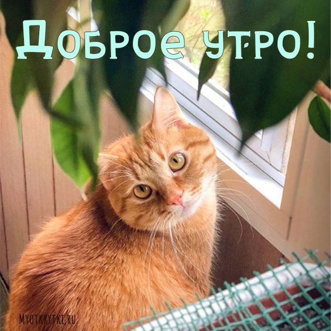 Котоматрица