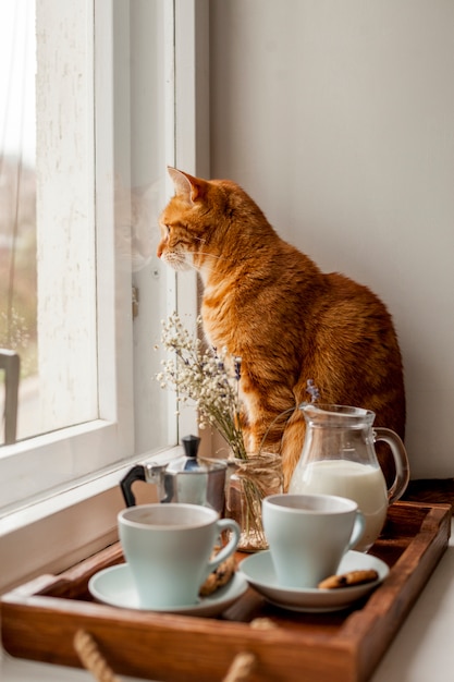 Океан под названием Кошка и ее друзья 🐱🐈 