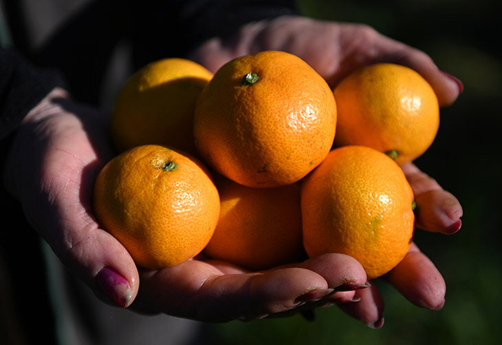 С Днём мандаринок, друзья ! 🍊🍊🍊🐾😻 Что ни день, то 