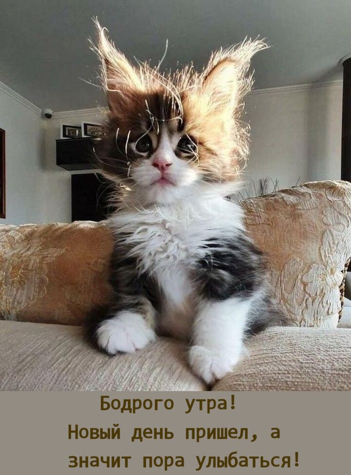 доброе утро котенок