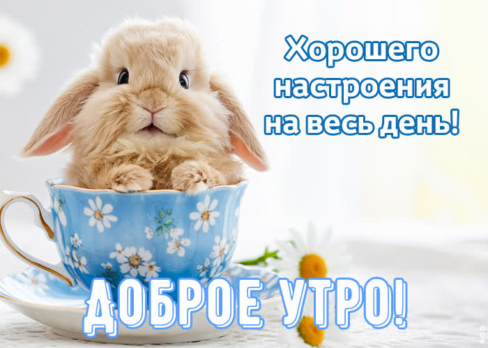 Открытка Доброе утро! Хорошего настроения на весь день!