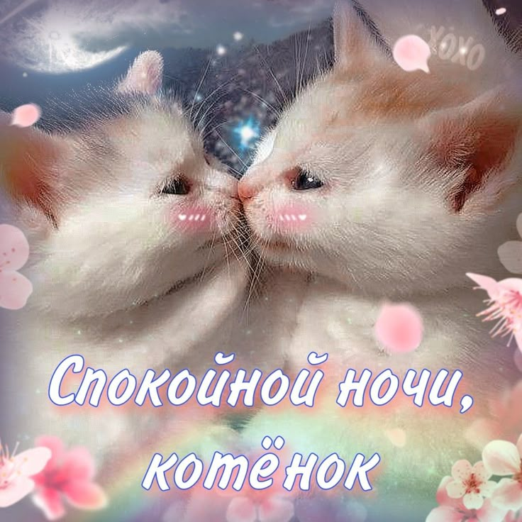 Спокойной ночи, котик мой!