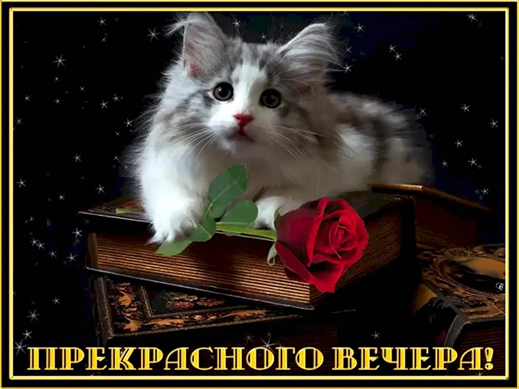 Добрый вечер с котом