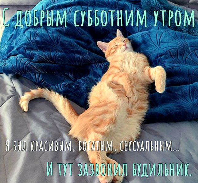 Кошки Приколы Смешные Доброе Утро 