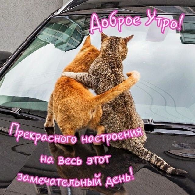 Открытка Кот осени